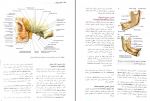 دانلود پی دی اف آناتومی گری 3 محمد اکبری 324 صفحه PDF-1