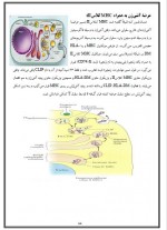 دانلود پی دی اف جزوه ایمونولوژی مراد رستمی 85 صفحه PDF-1